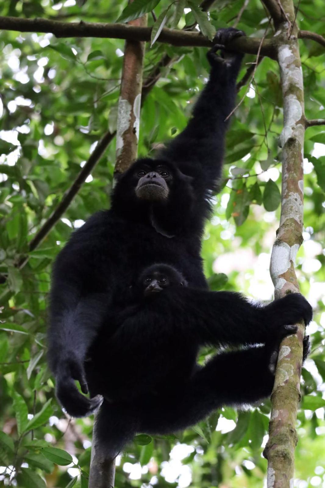 R5 Keramba Inn Bukit Lawang Ngoại thất bức ảnh