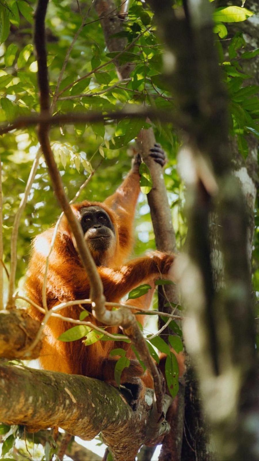 R5 Keramba Inn Bukit Lawang Ngoại thất bức ảnh