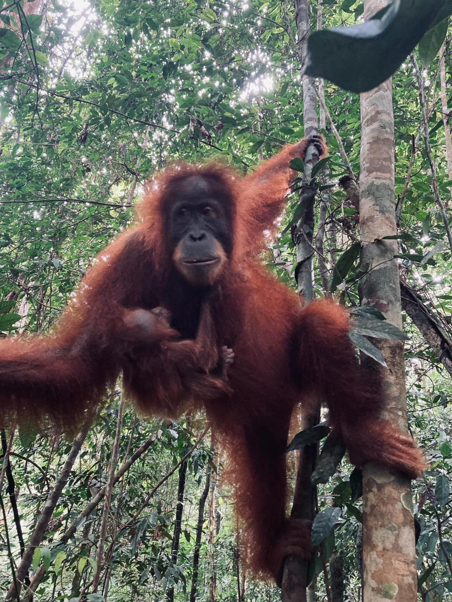 R5 Keramba Inn Bukit Lawang Ngoại thất bức ảnh